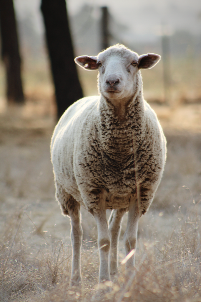 Sample aperture mode - sheep